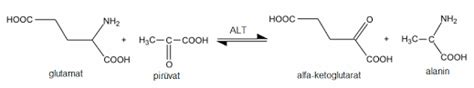 alanin aminotransferaz
